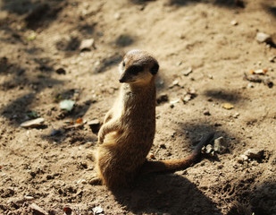 Fototapeta premium meerkat (Suricata suricatta)