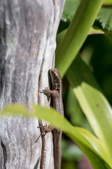 Madeiran wall lizard (Lacerta dugesii)