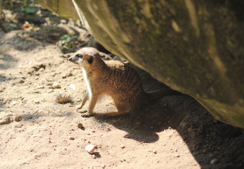 meerkat (Suricata suricatta)