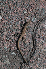 Madeiran wall lizard (Lacerta dugesii)