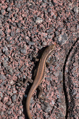 Madeiran wall lizard (Lacerta dugesii)
