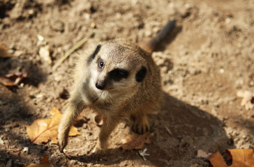 meerkat (Suricata suricatta)