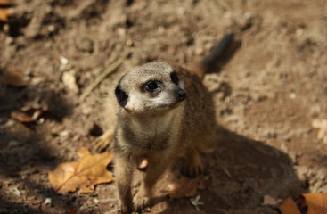Fototapeta premium meerkat (Suricata suricatta)