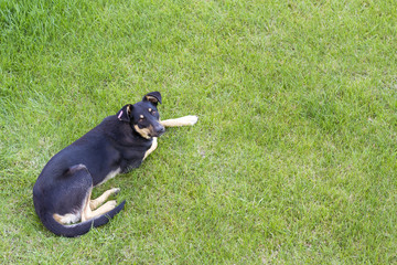 Black dog laing on green grass, top view