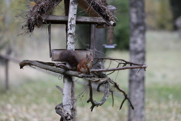 Squirrel makes a daily visit,while it tastes like the birds food