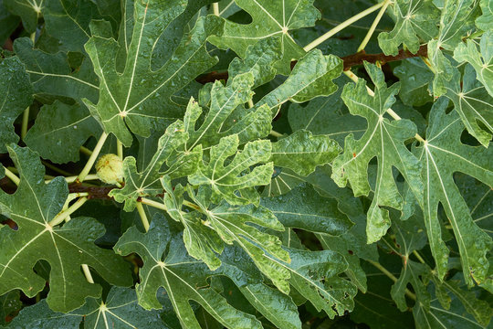 Fig tree wet