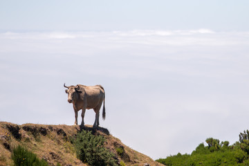 Cow near cliff
