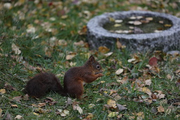 Squirrel makes a daily visit,while it tastes like the birds food