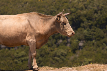 Cow on top of the mountain