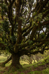 Fanal old Laurel trees