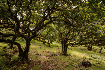 Fanal old Laurel trees