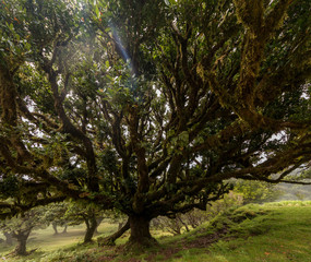 Fanal old Laurel trees