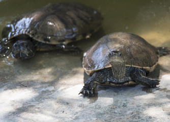 Western Caspian Turtle