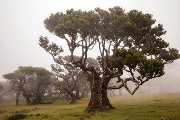 Fanal old Laurel trees