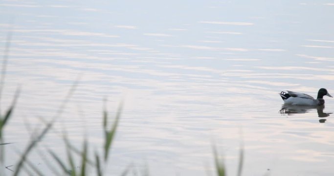 Papere in un lago