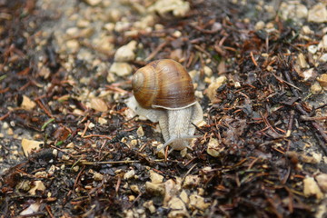 Schnecke