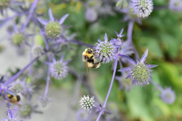 Hummel auf Distel