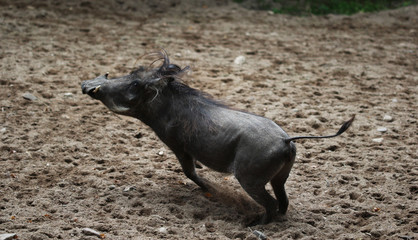  common warthog (Phacochoerus africanus)