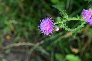 Distel