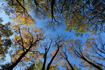 Autumn scenery in Saint Petersburg, Russia