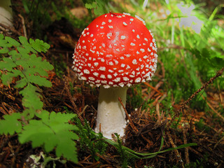 Toadstood agaric mushroom close up. One mushroom in grass in forest