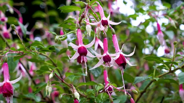 The bee pollinates the flowers of fuchsia. Close-up.