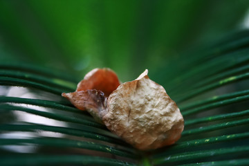 Dry leaf on the tree with blurred background