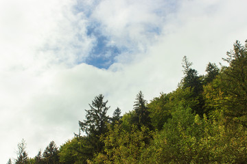 Obraz premium spruce forest on the mountain under the blue sky