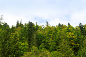 spruce forest on a hill under a blue sky
