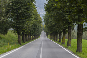 Street with secuolar trees