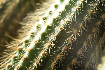 Cactus close-up. Home indoor plants with thorns. A succulent