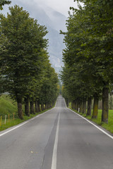 Avenue with trees