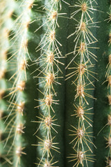 Cactus close-up. Home indoor plants with thorns. A succulent