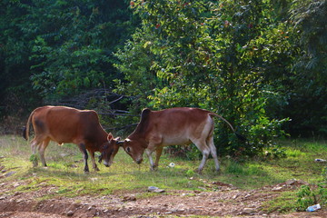 Naklejka premium cows