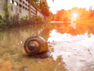 Golden apple snail on © jpjengs