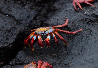 blue red crab in galapagos standing on ablack rock
