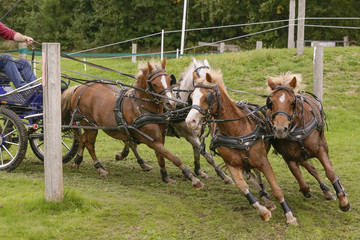 Mooi trekpaard neemt een bocht.