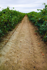 Fototapeta na wymiar Ripe red wine grape ready to harvest, sandy vineyard in Camargue