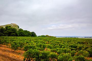 Fototapeta na wymiar Vineyard in Domaine de Maguelone near Montpellier, South France, red wine grape
