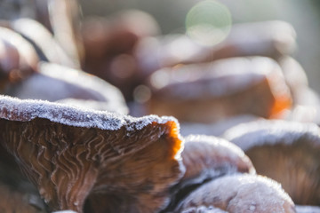 Winter Mushrooms