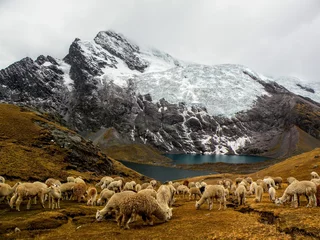Foto auf Alu-Dibond Alpacas grazing near abeutifull pruvian lagoon in the Andes © shachar