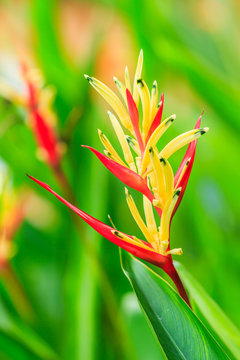 Yellow and red Heliconia flowers