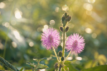Closeup photo of a thistle wildflower in the field
