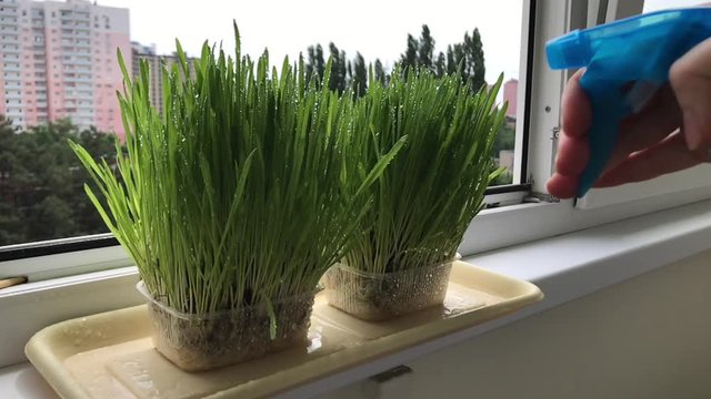 Slow motion: Cultivation of green grass plant watering hand vitrase grass motion clip green food home made authentic window house vitrase city plastic growing plants windowsill