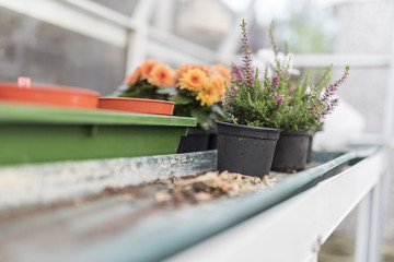 Pink heathers and Dwarf yellow and orange chrysanthemum flowers growing on wooden base in a traditional English potting shed or green house