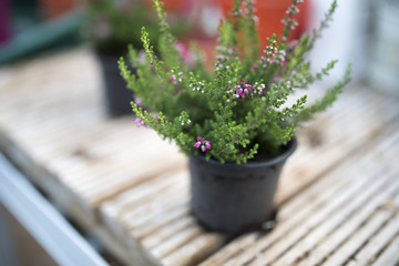 Close up of heathers in pink taken in a green house or potting shed in England, UK