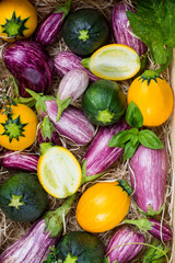 Fresh organic vegetables background, wallpaper - round courgette, small eggplants, diet concept, Italian and French food, healthy food.