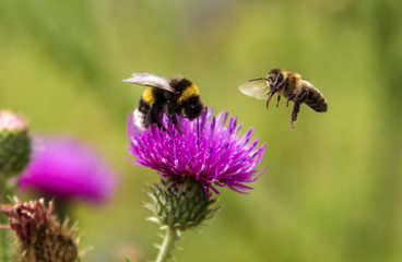 Bumblebee and bee in flight near the flower