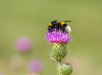 Bumblebee in flight at the flower