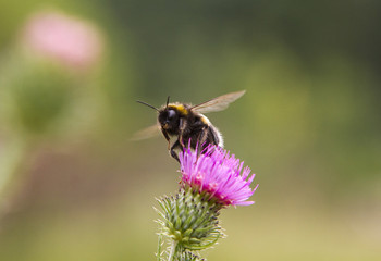 Bumblebee in flight at the flower